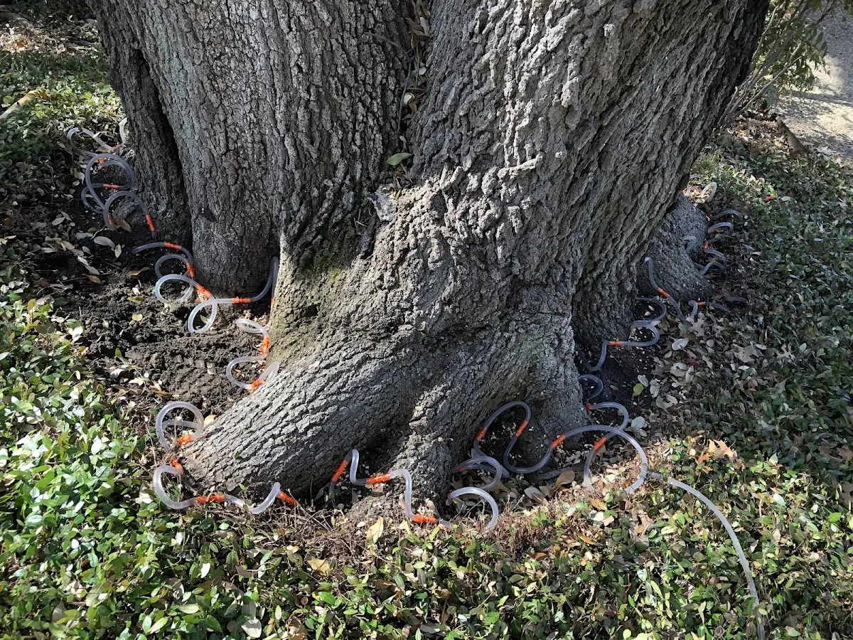 Detailed Tree Cabling and Bracing job site in Evanston